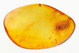 Detailed Fossil Barklouse (Psocoptera) In Baltic Amber #273375-1